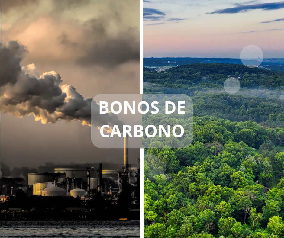 Bonos de Carbono: Qué Son, Cómo Funcionan y Por Qué Importan