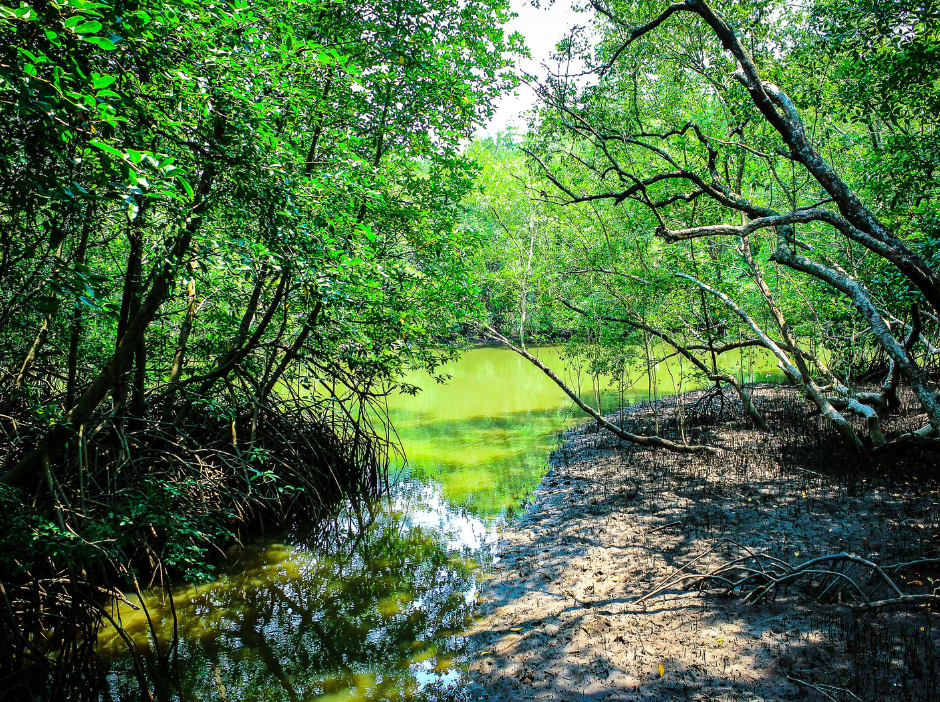 Manglares: Protección Vital para Nuestras Costas, Comunidades e Infraestructura